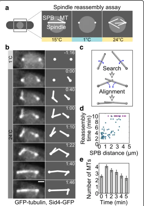 Fig. 1 Spindles reassemble by rotational movements of MTs. a Spindlereassembly assay. Mitotic cells were cooled to 1 °C to depolymerize MTs(Methods)