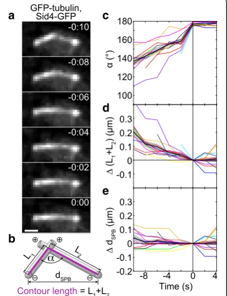 Fig. 2 MTs slide sideways towards each other’s minus end duringalignment. a Time-lapse images of a wild-type cell expressing GFP-tubulin and Sid4-GFP (strain KI061) during the formation of anantiparallel bundle