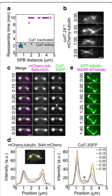 Fig. 3 Cut7-GFP is found at the initial contact points of MTs. a Reassemblytime as a function of the distance between the SPBs for cut7.24ts cells (strainCF.391) at non-permissive temperature (37 °C), n= 34 cells