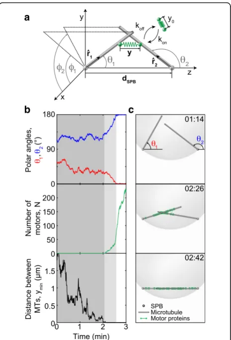 Fig. 4 Theoretical model and solutions for MT dynamics. a Scheme ofthe model. Each MT (gray rod) is freely joint to its respective SPB (graysphere)