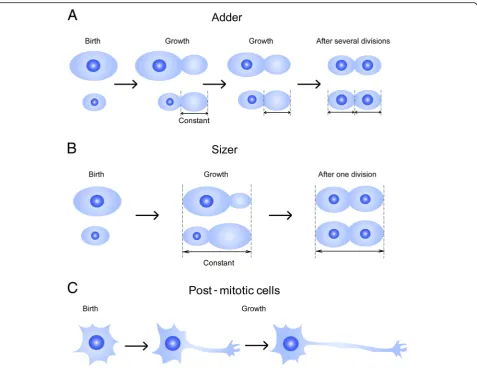 Fig. 1 Different models for cell size regulation. a The adder model enables size homeostasis without active size sensing