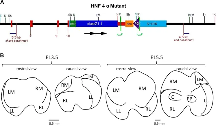 Fig. 1. Knock-in Hnf4asites are indicated; the terminal exonsare presented as red boxes on the left;loxP sites are green