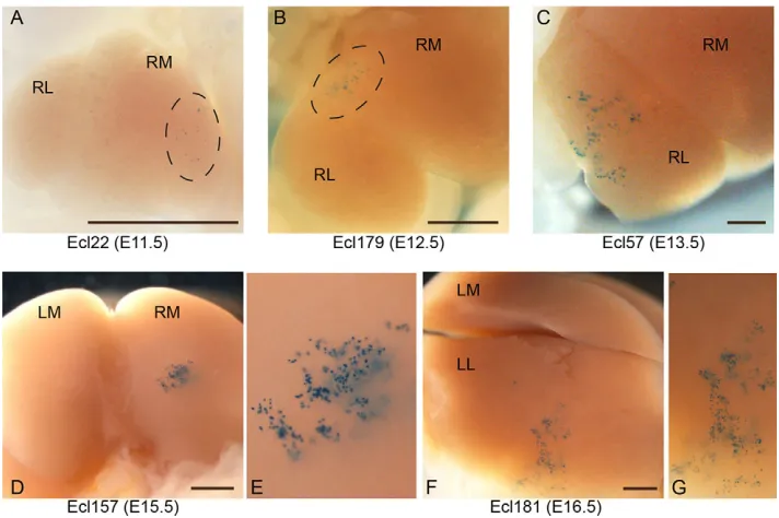 Table 1. Embryonic age and number of embryos examined
