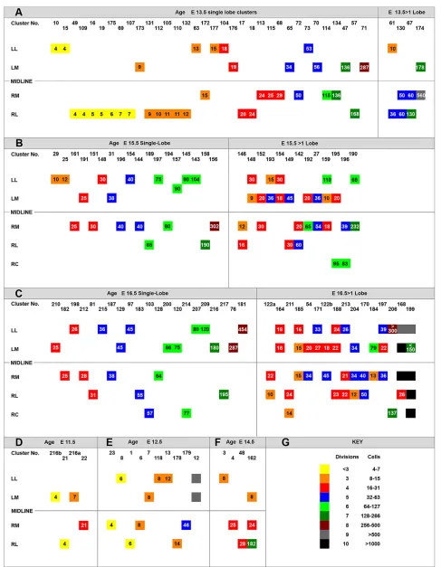 Fig. 3. Summary schemes illustrating the characteristics of clusters in the livers of E11.5 to E16.5 embryos