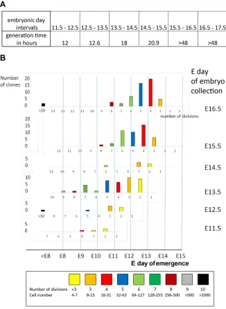 Fig. 5. Predicted time of emergence of embryonicclusters: a retrospective analysis.cell generation times from the data of Paul et al.(1969)