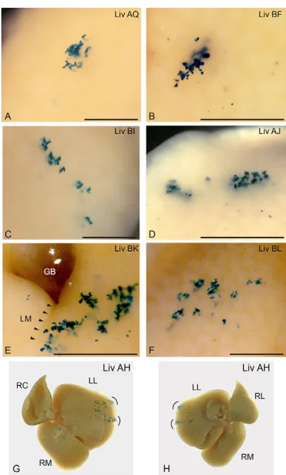 Fig. 6. Cluster patterns in livers of postnatal 3- to 5-week-old mice: spotsand stripes