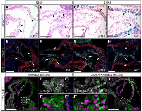 Fig. 2. Expression of canonical Wnt signaling target genes and pathway components suggests Wnt activity is predominantly myocardial at the onsetof EMT.TRE:Dkk1(green), troponin T (Tnnt2, myocardium, red) and Pecam1 (endocardium, gray) immunofluorescent sta