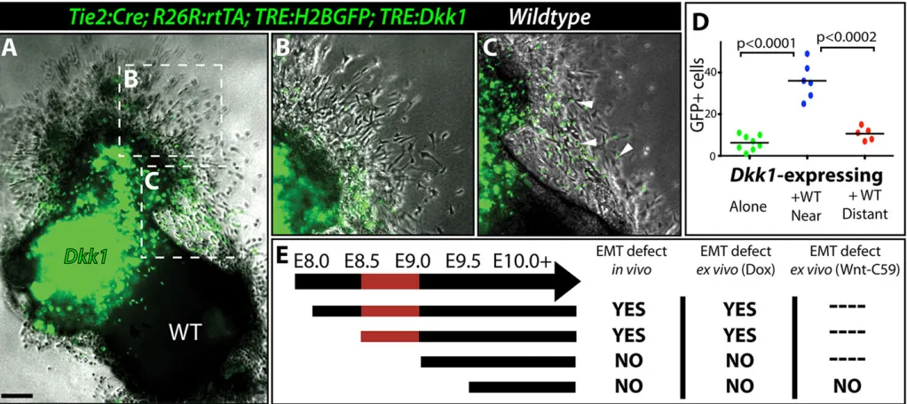 Fig. 3. Canonical Wnt signaling enables OFT myocardium to produce an EMT-inducing factor(s)