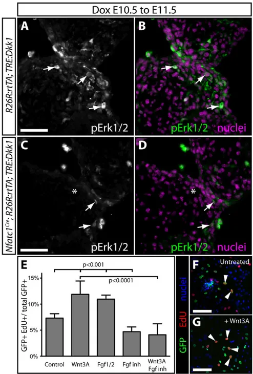Fig. 5. Wnt/β-catenin signaling is a competence factor for FGF-driven AVC