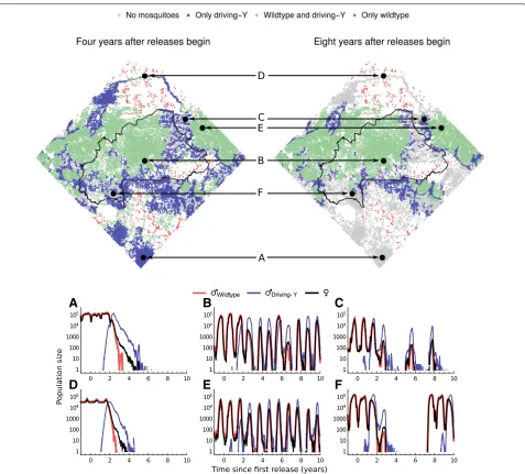 Fig. 3. The impact of a driving-Y chromosome across the study area. The upper plots show the most common type of population (fromsimulation runs) at each site 4 years and 8 years after releases begin
