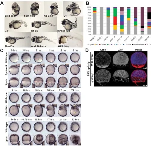 Fig. 1. split top mutant embryo phenotypes. (A) 1 dpf split top mutant embryo C1 to C4 dorsalized phenotypes, split-yolk (SY), kinked tail (KT) and thin-fin (TF)phenotypes or additional (Add.) defects