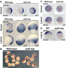 Fig. 3. Expanded goosecoidaddition to the embryos with the stainings shown, 15 of 43 embryos showedweak or no(A) Sphere and (B,C) shield stage embryos