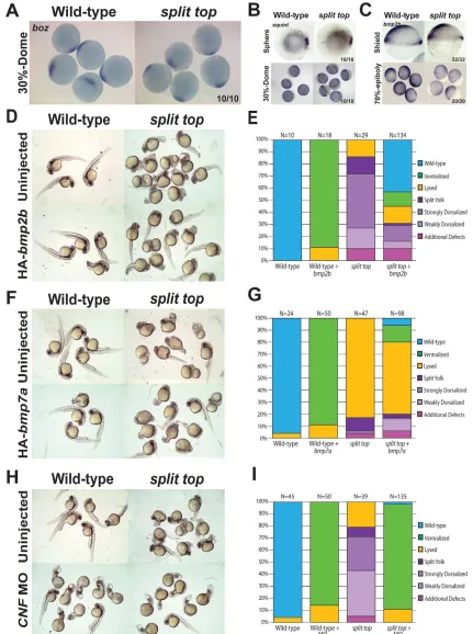 Fig. 4. BMP misexpression rescues split toptype andanimal view, dorsal to right). (C)of uninjected and mutants and endogenous BMP signaling is functional