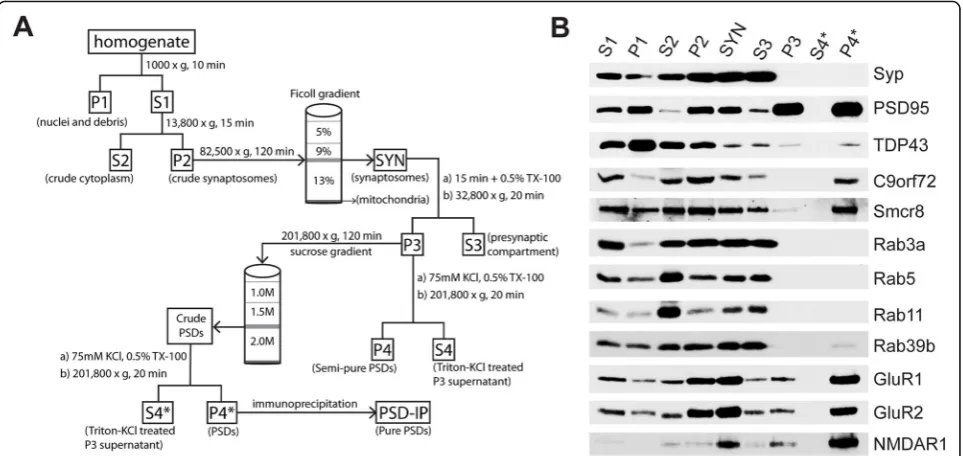 Fig. 1 Biochemical distribution of C9orf72 and Rab proteins in the pre- and post-synaptic compartments of wild-type murine forebrains.(PSD-95); TAR DNA Binding Protein 43 (TDP-43); Chromosome 9 open reading frame 72 (C9orf72); Smith-Magenis syndrome Chromo