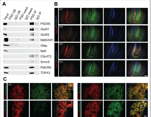 Fig. 2 C9orf72 and Rab39b are localized to post-synaptic densities.mice. PSD = PSD-95 antibody; UB = unbound fraction; IgG = rabbit IgG; wash = last wash