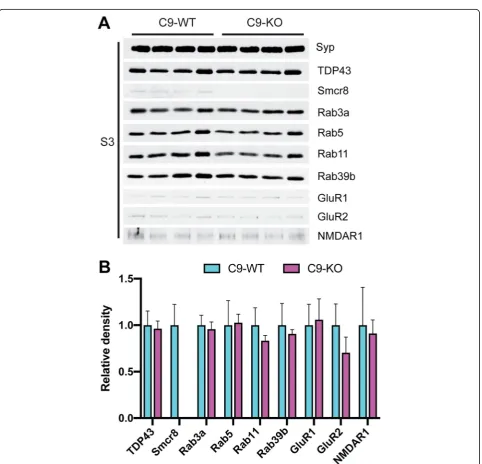 Fig. 3 Rab3a protein levels are increased in the synaptosomal fraction of C9-KO mice relative to C9-WT mice