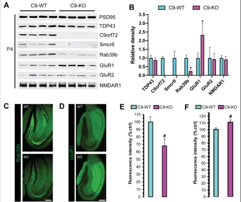Fig. 5 Rab39b and GluR1 levels are reciprocally altered in the post-synaptic compartment of C9-KO mice.density fractions (P4) from C9-WT and C9-KO mice ( a Western blot analysis of pre-synapticn = 2 mice per sample; n = 4 biological replicates per group)