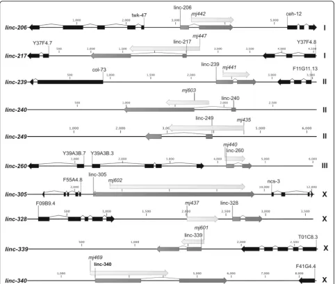 Fig. 3 Gene structure of the ten lncRNA deletions. lncRNAs (dark grey), neighbouring protein-coding genes (black) and deleted regions (lightgrey and named with the respective allele name, mj) are shown