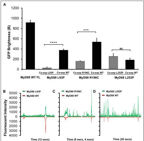 Fig. 6 Co-expression with wild-type full-length MyD88 partially rescues the ability of the recurrent bacterial infection disease-associated pointL252P is not rescued and exists as its own separate population