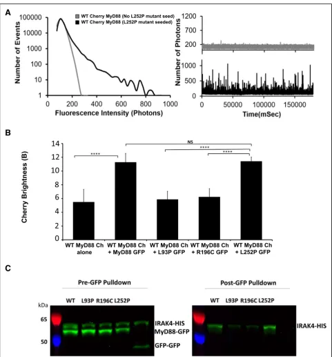 Fig. 7 Gain of function point mutation, L252P, recruits both wildtype MyD88 and downstream IRAK4.tagged MyD88 WT, L93P, R196C or L252P mutant proteins co-expressed with IRAK4-HIS tagged