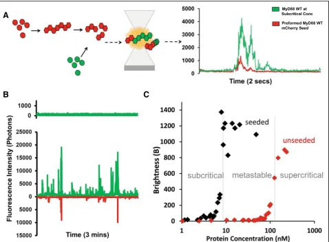 Fig. 3 MyD88 polymerises in a concentration-dependent manner and can be self-seeded. a Schematic diagram of the principle of two-colourseeding experiments testing the self-replication propensity of full-length MyD88 filaments