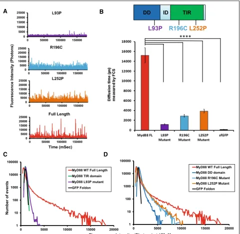 Fig. 4 Disease-associated point mutations abrogate domain function and thus, MyD88 polymerisation.time (with disease-associated point mutants of the full-length MyD88 protein, as well as the wild-type full-length MyD88 at a proteinconcentration of 150 nM