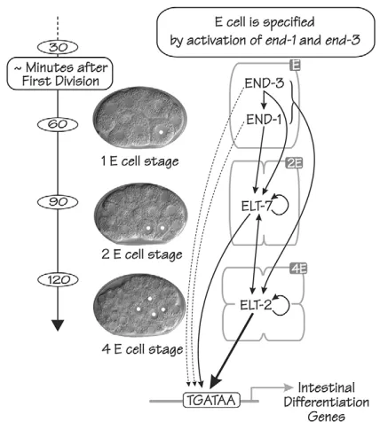 Fig. 1. Regulatory network consisting of the four zygotically expressedendoderm-specific GATA-type transcription factors that specify and(minutes after first cell division at 20°C) is shown on the left