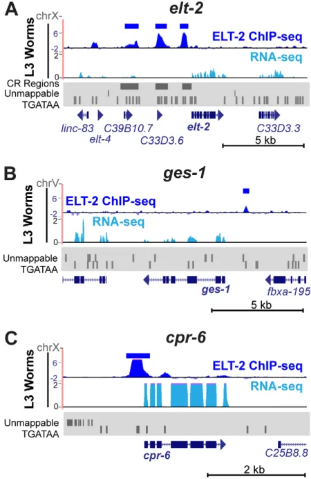 Fig. 5. ELT-2 ChIP-Seq on the elt-2Seq tracks (dark blue) from L3 larval worms are shown on and around thegene, with significant MACS2 peaks highlighted above (dark blue bars)