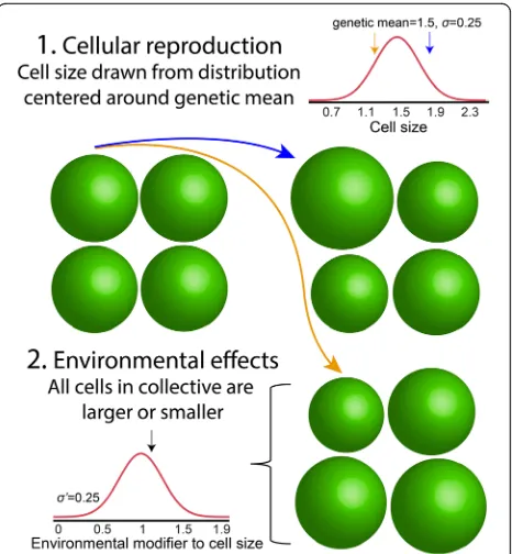 Fig. 1 Two non-genetic modifiers to cell phenotype. There are twoand environmental effects, which modify the phenotype of all particlesin a collective by the same amount (with standard deviationnon-genetic influences on particle phenotype (cell size in this example)in our model: developmental instability, a stochastic effect that varies aparticle’s phenotype from its genetic mean (with standard deviation σ), σ′)