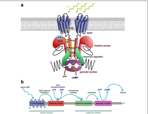 Fig. 6 Schematic of the 2c-Cyclop working model. a Scheme of the Cr2c-Cyclop1 structure with important amino acids