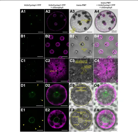Fig. 8 In vivo localization of(green) and chlorophyll fluorescence (magenta).of the(column 3) Transmission-PMT image (transmitted light).spots are 0.5 to 1.0reproductive cell during the growth phase
