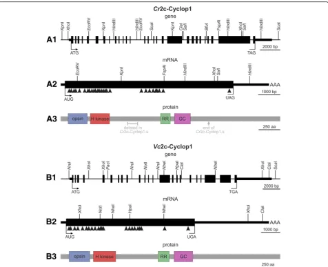 Fig. 1 Gene structures, mRNA structures, and protein domain compositions ofCyclop1 andsite; TAG or TGA, the translation stop site; the filled boxes represent exons; thick horizontal bars indicate untranslated regions; and the thinnerhorizontal bars represe