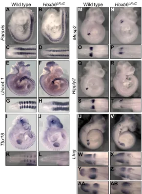 Fig. 4. Late somitogenesis is not perturbed in Dll1-Hoxb6LRΔCembryos.LRΔC 