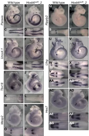 Fig. 5. Late somitogenesis is not perturbed in Dll1-Hoxb6ΔLRembryos. Wild-type and Dll1-Hoxb6ΔLR_2 embryos wereanalyzed at E10.5 for the molecular markers Paraxis (A-D),Uncx4.1 (E-H), Tbx18 (I-L), Mesp2 (M-P) and Ripply2 (Q-T)