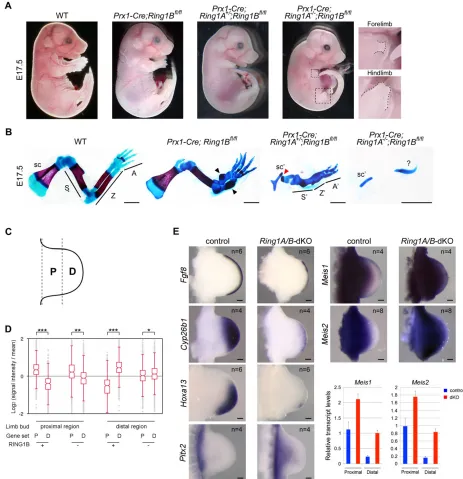 Fig. 1. RING1 contributes to PD and AP patterning of the mouse forelimb and early PD specification