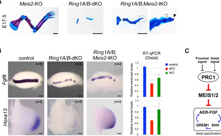 Fig. 4. RING1-mediated repression of Meis2are shown as fold change relative to the distal region of the control