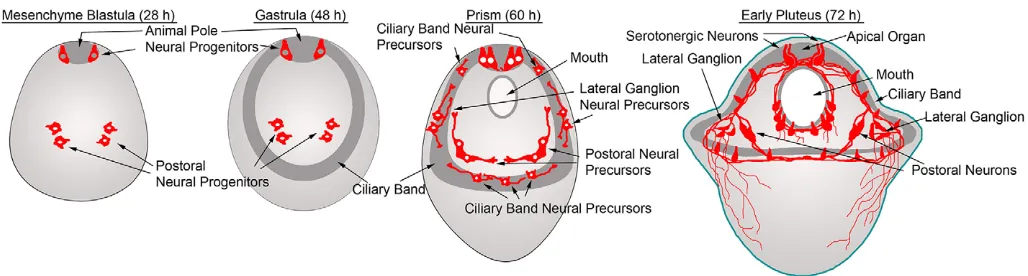 Fig. 1. Stages of neurogenesis in sea urchin embryos. In blastulae SoxC is expressed in neural progenitors of the animal pole domain (APD) and in cellswhere the postoral neurons will form