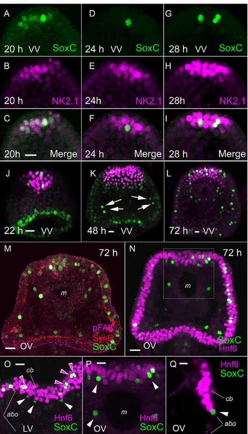 Fig. 2. SoxC is expressed in the APD and ectodermal cells