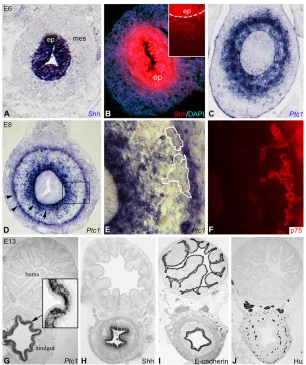 Fig. 1. Expression of Shh and Ptc1 in the developing chickhindgut.immunofluorescence (F) shows that Ptc1 does not overlap withp75transcript (A) in the epithelium, with a gradient of proteinexpression seen by immunofluorescence extending into thesubepitheli