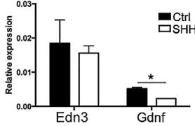 Fig. 5. Altering Shh expression in the gutmodifies ECM patterning. Expression ofseveral ECM proteins was examined in chickE8 hindgut (A,E,I,M) and compared with E5guts cultured for 3 days in the presence of noadditive (B,F,J,N), Shh protein (C,G,K,O) orcyc