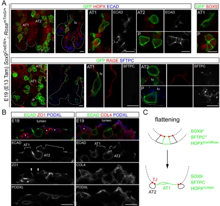 Fig. 2. AT1 cells flatten in conjunction with molecular specification. (A) Confocal images of immunostained strips from E19with recombination induced at E13 (Tam, tamoxifen)
