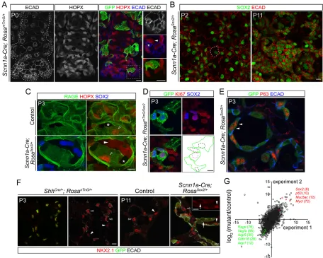 Fig. 4. Scnn1a-Crecompact cell arrangement over time. (C-E) Projection (C,D) or section (E) view of confocal images of immunostained strips from littermate control (C) andScnn1a-Cre; Rosa-driven ectopic SOX2 expression reprograms flattened AT1 cells