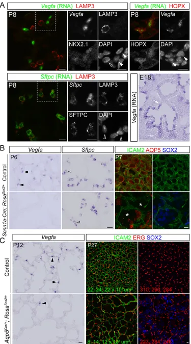 Fig. 6. AT1 cells are the source ofVegfasituwild-type lung sections. (Top)cells that are positive for SFTPC andLAMP3