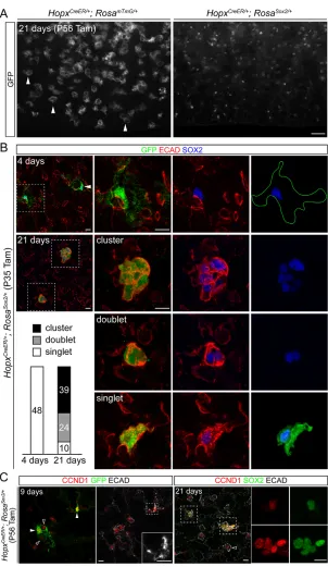 Fig. 7. Mature AT1 cells retain cellular plasticity.