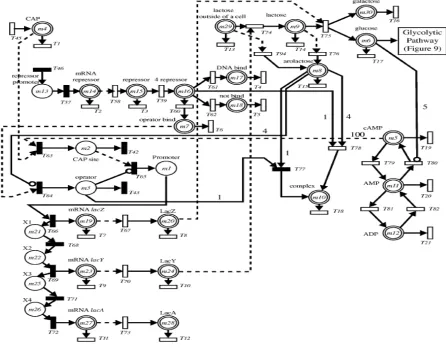 Fig. 4.  HPN model for two-gene operon model:  Right with normal arcs, Left with test arcs 