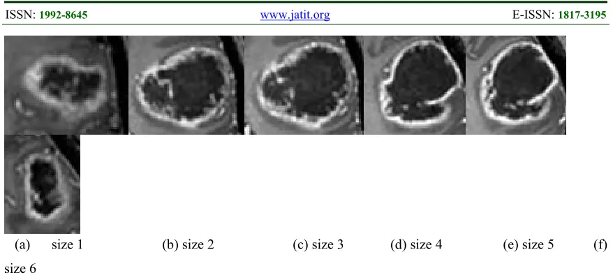Figure 3.8: Six cropped brain tumor at different sizes 