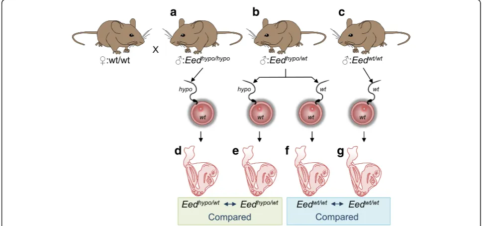 Fig. 3 Breeding and experimental plan to assess epigenetic inheritance. Wild-type ((homozygous hypomorphic males (are wild-type.(wt/wt) females that had never been exposed to the Eed hypomorphicmutation were mated to either a homozygous (Eedhypo/hypo), b h