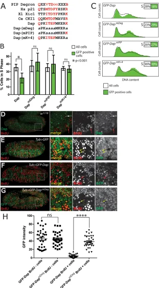 Fig. 1. Dap contains a PIP degron that mediates Sphase-coupled destruction.