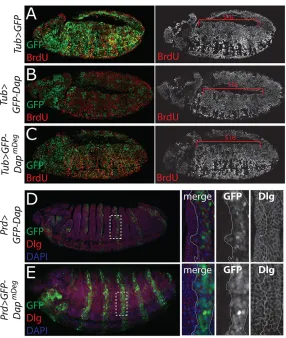 Fig. 2. S phase-stabilized Dap expression does not disrupt theembryonic epidermal cell cycle program