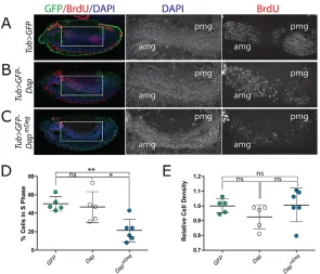 Fig. 3. S phase-stabilized Dap expression disrupts endocycleprogression in the embryonic gut